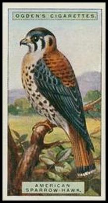 23 American Sparrow Hawk